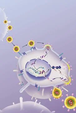  HIV HIV replication cycle in the host cell, antiretrovirals. In the upper... Stock Photos