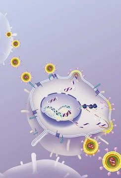  HIV HIV replication cycle in the host cell, antiretrovirals. In the upper... Stock Photos