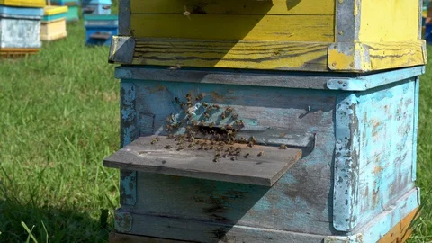 Hive in an apiary with bees flying to the landing boards. Apiculture, Altai Stock Footage 129559511