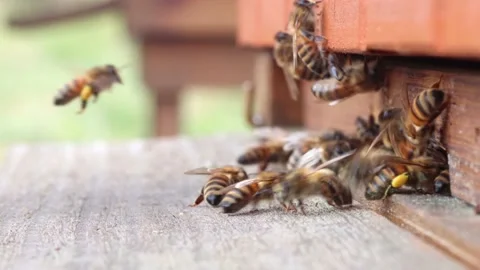 Hive in the apiary Stock Footage 147139869