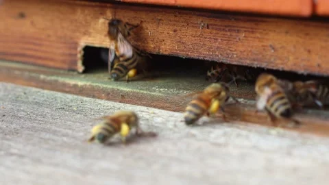 Hive in the apiary Stock Footage 147140127