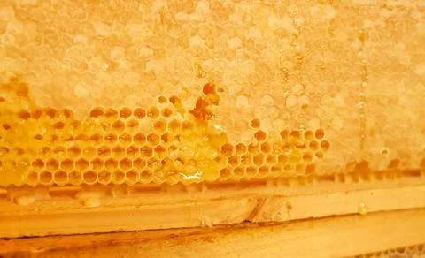 Hive. Beekeeping concept. Stock Photos