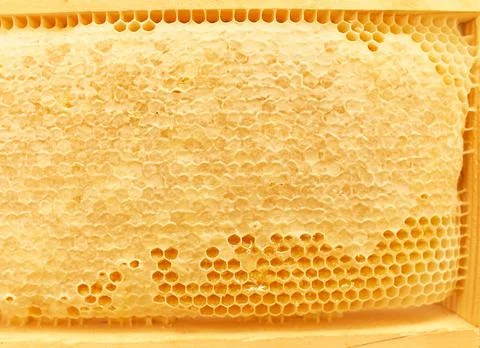 Hive. Beekeeping concept. Stock Photos
