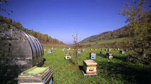 Hive The bees in the apiary Stock Footage 68080760