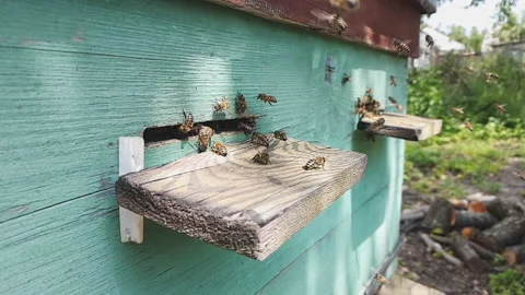 Hive with bees, close-up slow motion video. Stock Footage 133411059