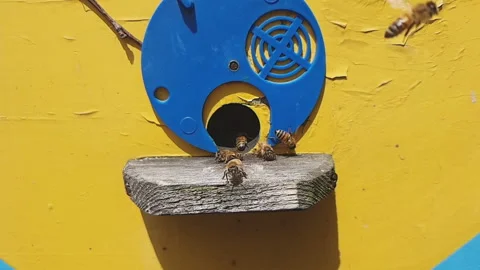Hive with bees, close-up slow motion video. Stock Footage 133411288