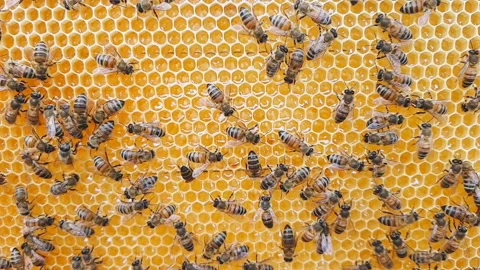 Hive with bees, close-up slow motion video. Stock Footage 133412526