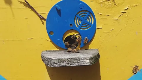 Hive with bees, close-up slow motion video. Stock Footage 134306413