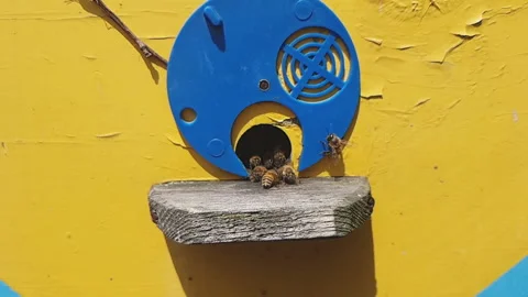 Hive with bees, close-up slow motion video. Stock Footage 143616052
