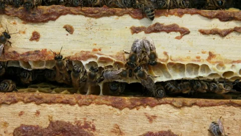 Hive with bees, close-up video. Stock Footage 133304408