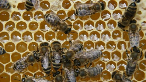 Hive with bees, close-up video. Stock Footage 133304671