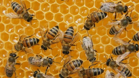 Hive with bees, close-up video. Stock Footage 133734805