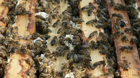 Hive with bees, close-up video. Stock Footage 133735195