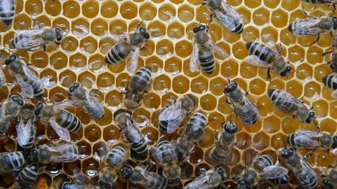 Hive with bees, close-up video. Stock Footage 134306342
