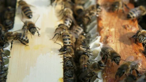 Hive with bees, close-up video. Stock Footage 134524671