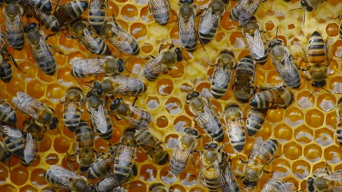 Hive with bees, close-up video. Stock Footage 134524821