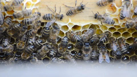 Hive with bees, close-up video. Stock Footage 135107151