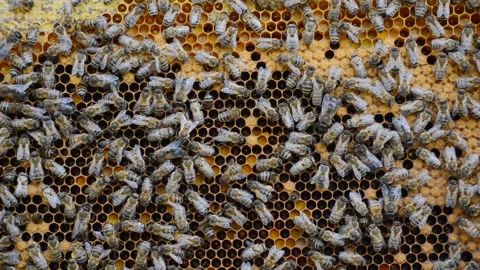 Hive with bees, close-up video. Stock Footage 135107250