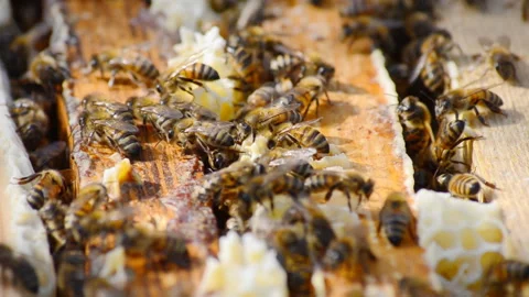 Hive with bees, close-up video. Stock Footage 142263579