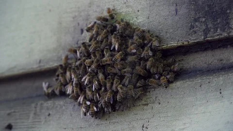 Hive Of Bees Fixed To Building Siding Stock Footage 87626493