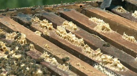 Hive of bees 库存影片 37171922