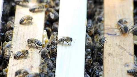 Hive with bees. Stock Footage 77973408