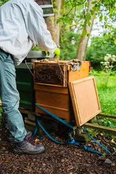 Hive with Bees Hanging on the Beehive While the Beekeeper Evaluates his Bee.. Stock Photos