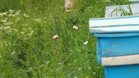 Hive of Bees Inside Monastery in Armenia 2 Vidéo 90097179