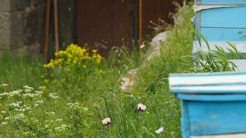 Hive of Bees Inside Monastery in Armenia 3 Stockbeeldmateriaal 90097255