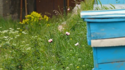 Hive of Bees Inside Monastery in Armenia 4 Видео 90097294