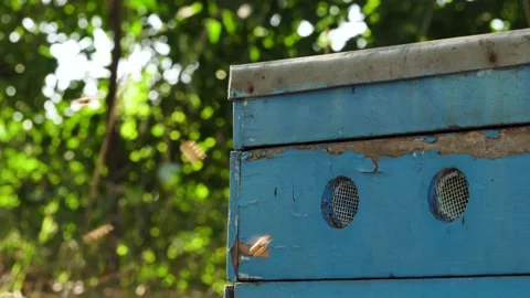 Hive with bees in shade of tree Stock Footage 136233748
