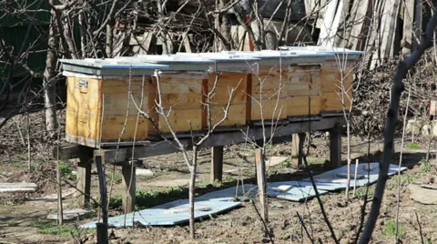 Hive with bees in the spring time Vídeo Stock 36178813