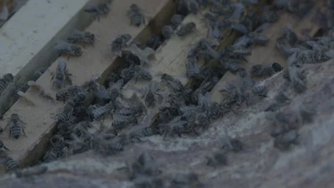 Hive. Bees in the village.  Stock Footage 168494267