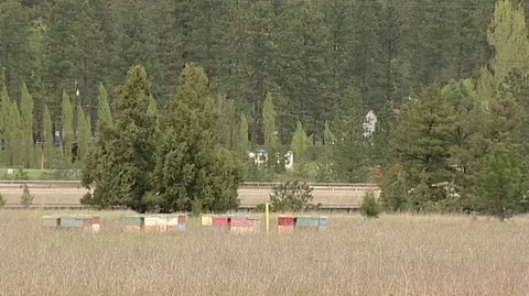 Hive Boxes in Field Stock Footage 93802109