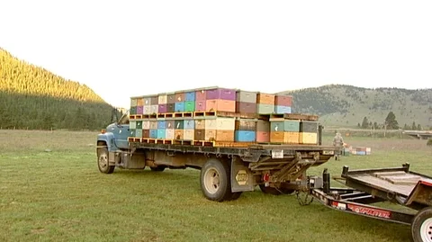 Hive Boxes on Truck Stock Footage 93055955