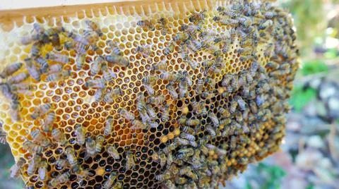Hive with breeding bees for the production Stock Photos