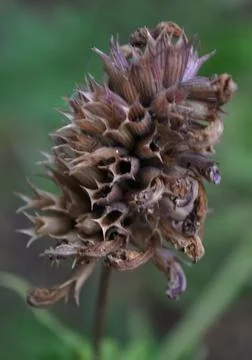 The hive empty of seeds Stock Photos