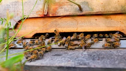 Hive Entrance Stock Footage 340649959