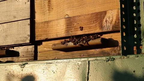 Hive entrance at sunset Stock-Footage 74728995