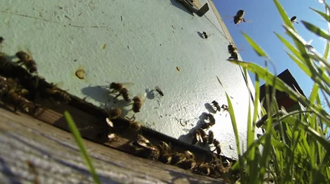 Hive Stock Footage 36176453