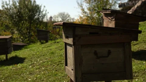 Hive Stock Footage 231675047