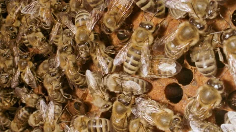 Hive full of honey bees close up macro slow motion insects Stock Footage 161914022