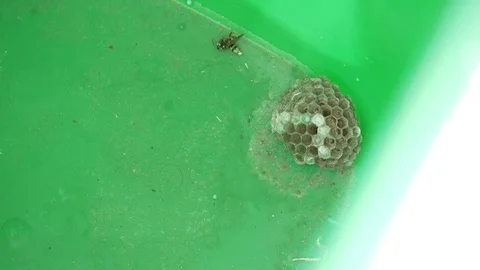 Hive in a green box Video stock 97377266