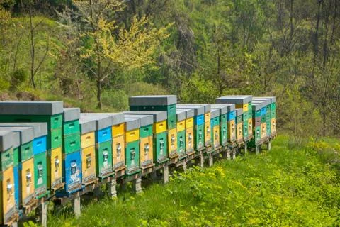 Hive in a meadow Stock Photos