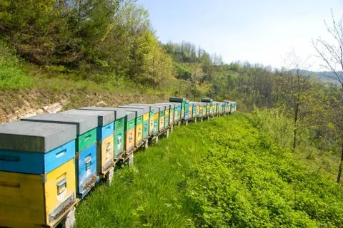 Hive in a meadow Stock Photos