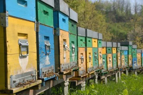 Hive in a meadow Foto stock