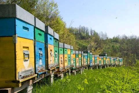 Hive in a meadow Foto stock