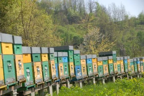 Hive in a meadow Foto stock