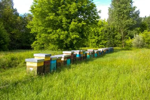 Hive in a meadow Stock Photos