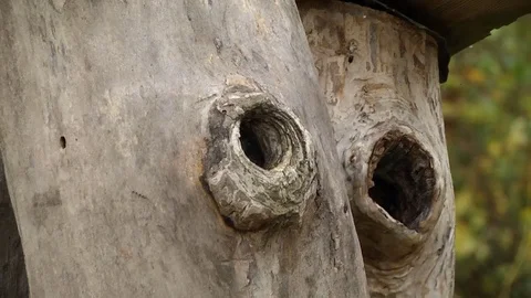 Hive in the Old Tree Stock Footage 72436445